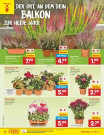 Netto Marken-Discount Prospekt woche 36 Seite 34