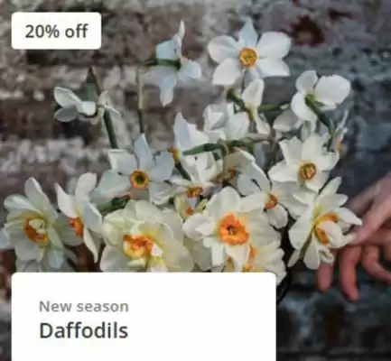 Crocus leaflet (valid until 4-09)