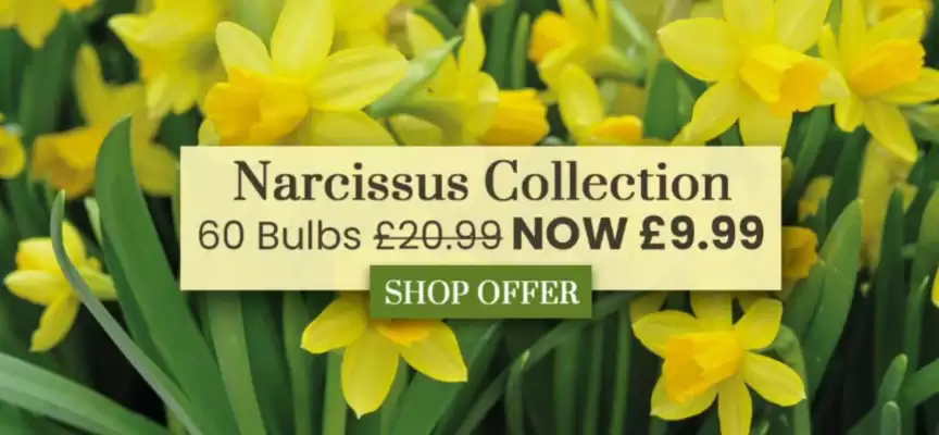Dobbies leaflet (valid until 9-09)