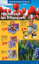 Lidl Flugblatt woche 36 Seite 30