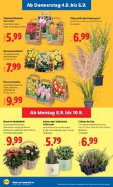 Lidl Flugblatt woche 36 Seite 31