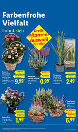 Lidl Prospekt woche 36 Seite 15
