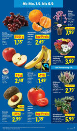 Lidl Prospekt woche 36 Seite 3