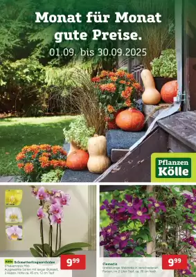 Pflanzen Kölle Prospekt (gültig bis 30-09)