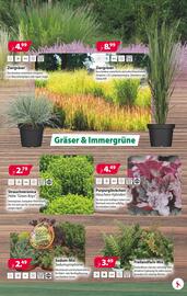 Kiebitzmarkt Prospekt woche 35 Seite 11