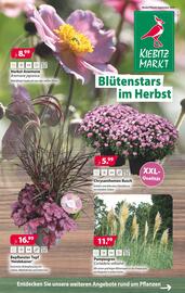 Kiebitzmarkt Prospekt woche 35 Seite 9