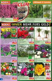 Norma Flugblatt woche 37 Seite 12