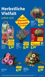 Lidl Prospekt woche 37 Seite 9