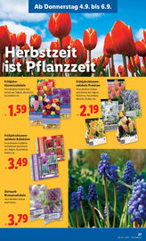 Lidl Flugblatt woche 36 Seite 29