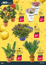 NETTO Prospekt woche 37 Seite 2