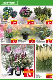 Herkules Baumarkt Prospekt woche 36 Seite 2