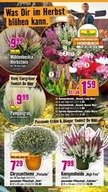 Hornbach Prospekt Seite 14