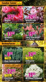 Hornbach Prospekt Seite 15