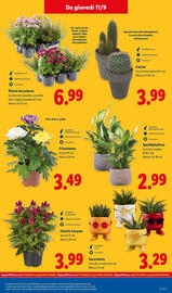 Volantino Lidl settimana 37 Pagina 29