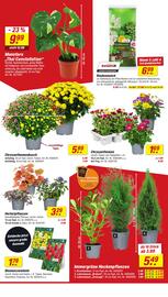 Toom Baumarkt Prospekt woche 36 Seite 4
