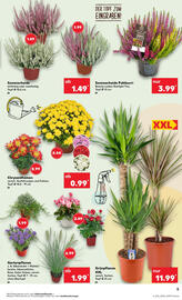 Kaufland Prospekt woche 36 Seite 5