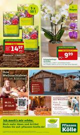 Pflanzen Kölle Prospekt woche 37 Seite 12
