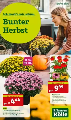 Pflanzen Kölle Prospekt (gültig bis 14-09)