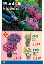 Lidl leaflet week 37 Page 24