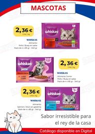 Folleto Sangüi Página 20