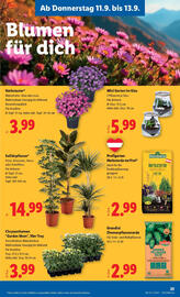 Lidl Flugblatt woche 37 Seite 27