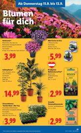 Lidl Flugblatt woche 37 Seite 28