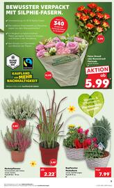 Kaufland Prospekt woche 37 Seite 5