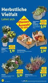 Lidl Prospekt woche 38 Seite 24