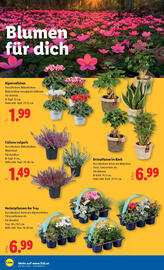 Lidl Flugblatt woche 37 Seite 28