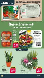 NETTO Prospekt woche 38 Seite 2
