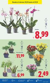Catálogo Lidl semana 38 Página 31