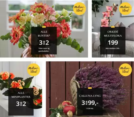 Floriss kundeavis (gyldig til 14-09)