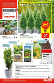 Hellweg Prospekt woche 37 Seite 19