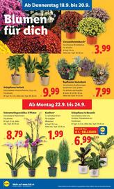 Lidl Flugblatt woche 38 Seite 25