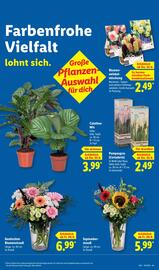 Lidl Prospekt woche 39 Seite 65