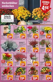 REWE Center Prospekt woche 38 Seite 7
