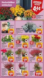 REWE Prospekt woche 38 Seite 7