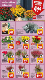 REWE Prospekt woche 38 Seite 5