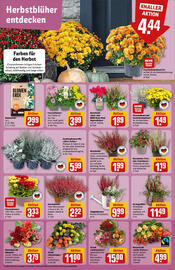 REWE Prospekt woche 38 Seite 7