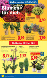 Lidl Flugblatt woche 38 Seite 24