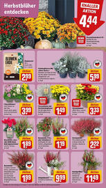 Rewe DE folder week 38 Pagina 7