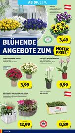 Hofer Flugblatt woche 38 Seite 42