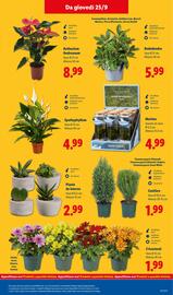 Volantino Lidl settimana 39 Pagina 43