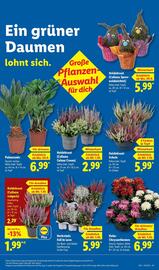 Lidl Prospekt woche 40 Seite 9