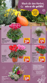 REWE Prospekt woche 39 Seite 13
