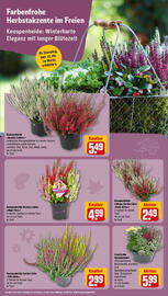 REWE Prospekt woche 39 Seite 14
