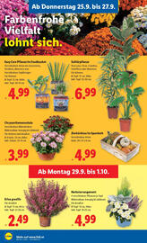 Lidl Flugblatt woche 39 Seite 30