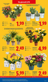 Volantino Lidl settimana 40 Pagina 31