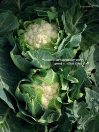 Waitrose catalogue Page 89