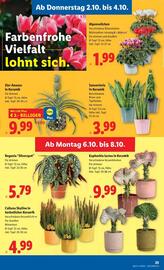 Lidl Flugblatt woche 40 Seite 28
